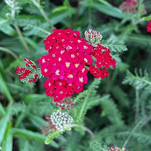 Achillea millefolium 'Wather Funke'