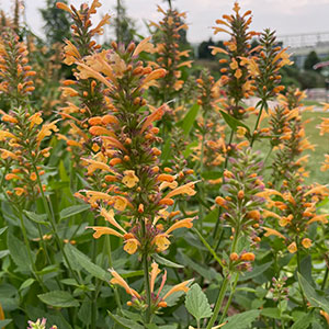 Agastache 'Kudos Gold'
