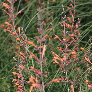 Agastache rupestris 'Apache Sunset'