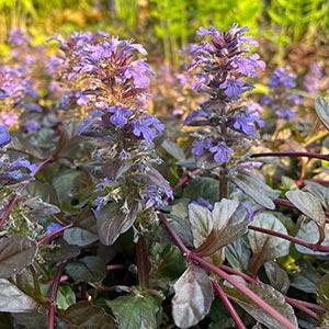 Ajuga reptans 'Mahogany'