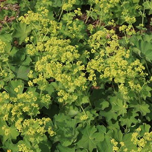 Alchemilla mollis
