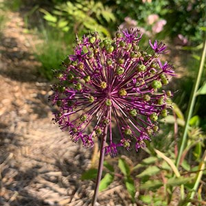 Allium aflatunense