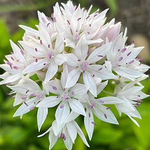 Allium amplectens 'Graceful Beauty'