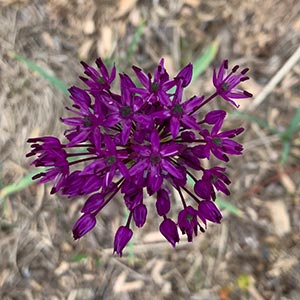 Allium atropurpureum burgundy