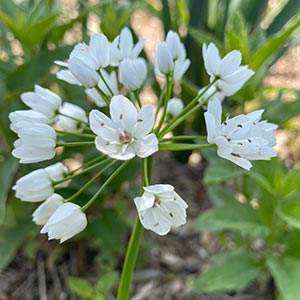 Allium cowanii