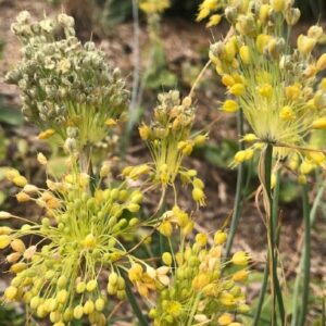 Allium favum