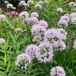 Allium lusitanicum 'Summer Beauty'