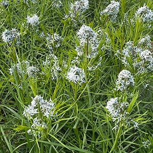 Amsonia hubrichtii