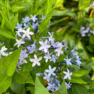 Amsonia tabernaemontana
