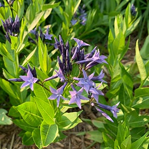Amsonia tabernaemontana 'Blue Ice'