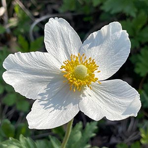 Anemone sylvestris