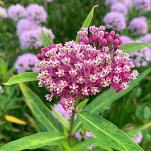 Asclepias incarnata