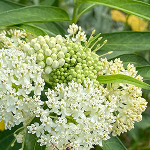 Asclepias incarnata 'Ice Ballet"