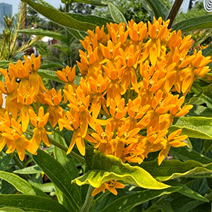 Crocosmia 'Lucifer'