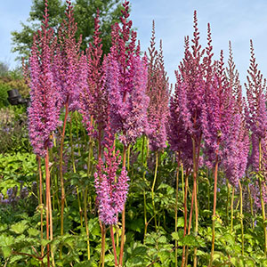 Astilbe chinensis 'Purple Candles'