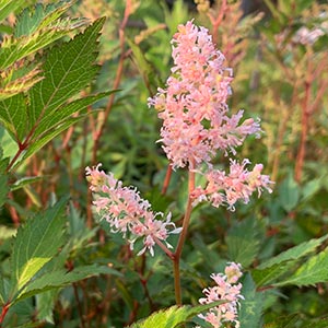 Astilbe x rosea 'Peach Blossom'