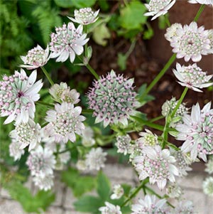 Astrantia 'Star of Billion'