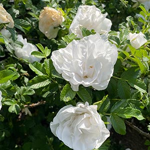 Blanc Double de Coubert
