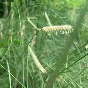 Bouteloua gracilis 'Blonde Ambition'