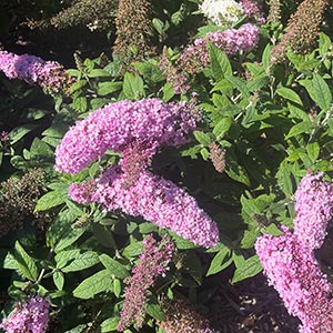 Buddleja x 'Pugster Pink'
