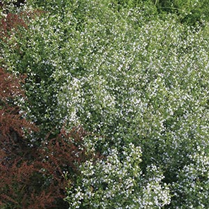 Calamintha nepeta ssp. nepeta
