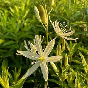 Camassia leichtlinii 'Alba'
