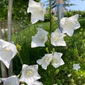 Campanula persicifolia 'Grandiflora Alba'