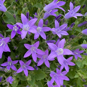 Campanula portenschlagiana 'Birch Hybrid'