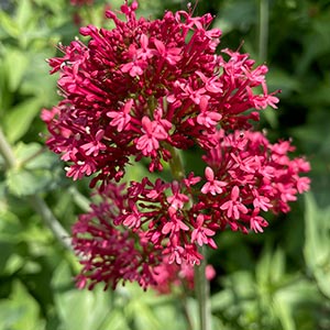 Centranthus ruber var. coccineus