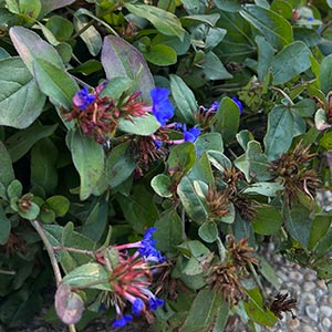 Ceratostigma plumbaginoides