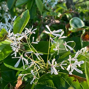 Chionanthus retusus