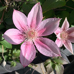 Clematis 'Corinne Boulevard'