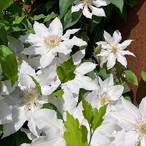 Clematis 'Hyde Hall'
