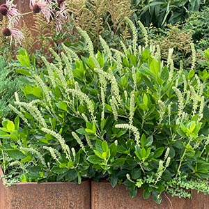 Clethra alnifolia 'Sixteen Candles'
