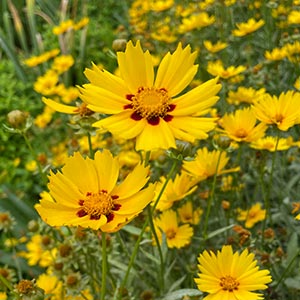 Coreopsis lanceolata 'Sterntaler'