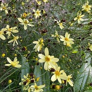 Coreopsis verticillata 'Moonbeam'