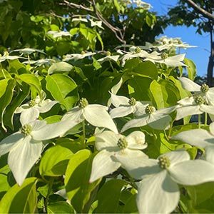 Cornus kousa var chinensis 'Milky Way'
