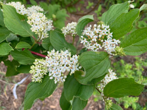 Cornus sericea 'Baileyi'