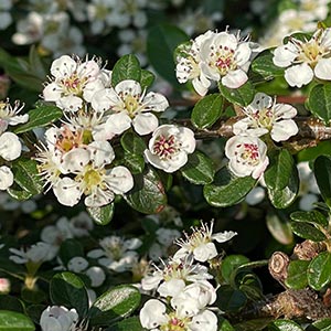 Cotoneaster microphyllus var. thymifolius