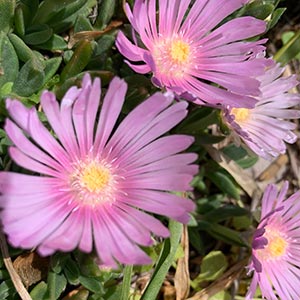 Delosperma cooperi