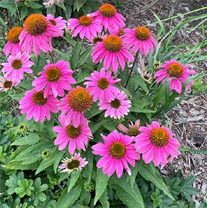 Echinacea 'Pow Wow Wildberry'