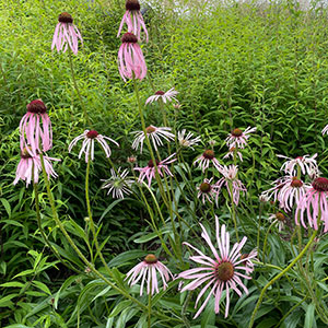 Echinacea pallida