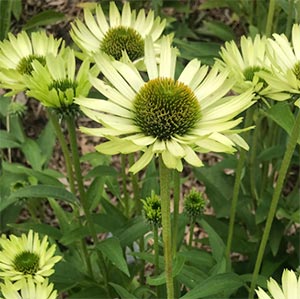 Echinacea purpurea 'Green Jewel'