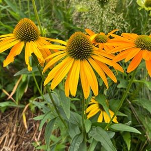 Echinacea purpurea 'Now Cheesier'