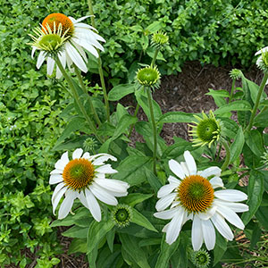 Echinacea purpurea 'White Swan'