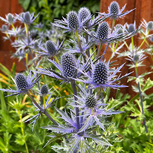 Eryngium x zabelii 'Big Blue'