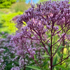 Eutrochium dubium 'Baby Joe'