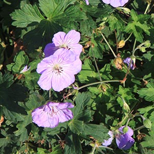 Geranium 'Azure Rush'