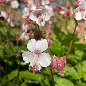Geranium macrorrhizum 'Spessart'