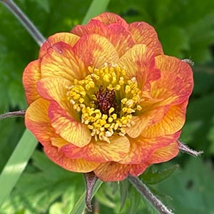 Geum 'Alabama Slammer'
